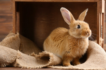 Little rabbit on wooden background