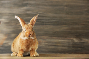 Little rabbit on wooden background