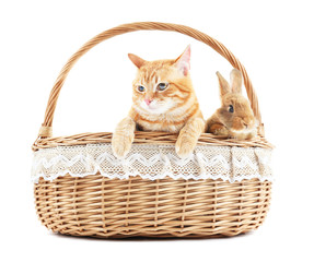 Red cat and rabbit in wicker basket isolated on white