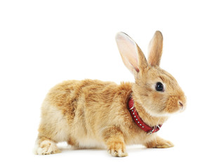 Obraz premium Red rabbit isolated on white