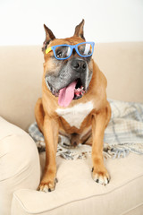 Cute dog in funny glasses sitting