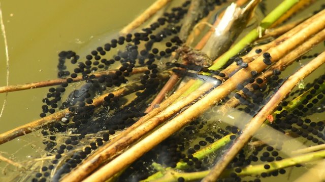 Laichschnur im Teich