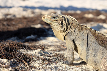 Iguana on white sand beach in Cayo Largo, Cuba