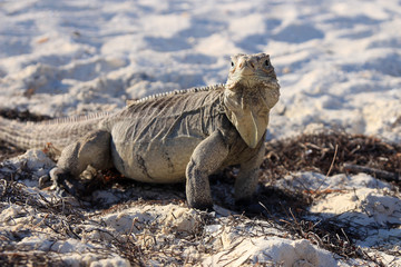 Iguana on white sand beach in Cayo Largo, Cuba