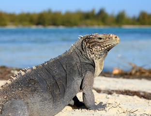 Iguana on white sand beach in Cayo Largo, Cuba