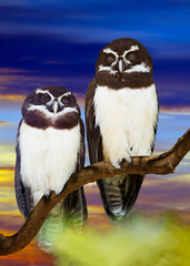 Fototapeta premium Spectacled Owls couple against sunset