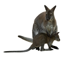 Red-necked wallaby with baby