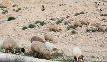 Sheep on a Middle Eastern hill