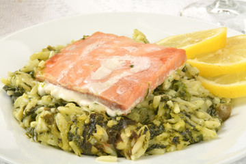 Salmon