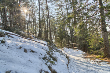 Walk path in alpine forest on Dolomites mountains