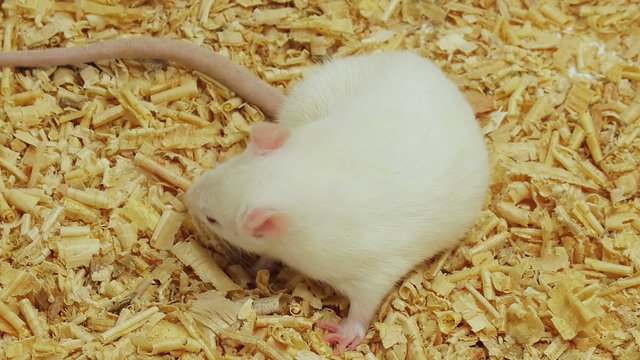 White rat scratching fur on top of wood shavings.
