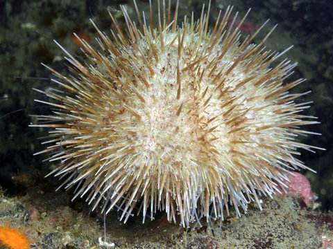 Green Sea Urchin