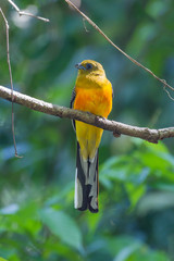 Portrait of Orange-breasted Trogon  in nature