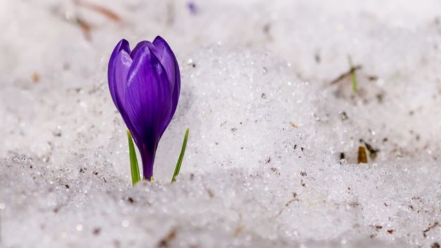 Time lapse. Purple crocus blooming in the snow.
