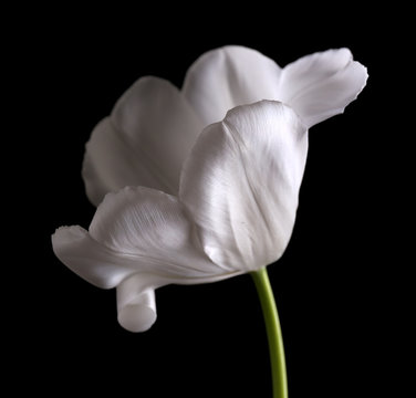 Fototapeta Beautiful white tulip on black background