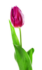 Naklejka premium Color tulip isolated on white