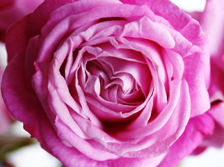 Beautiful pink rose, closeup