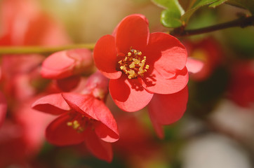 Fototapeta na wymiar Red wildflowers at spring
