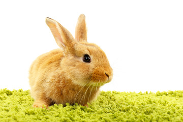 Cute brown rabbit on green grass isolated on white