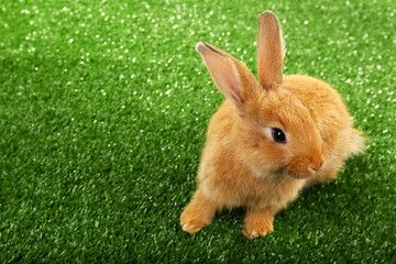 Cute brown rabbit on green grass background