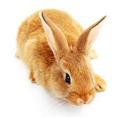 Cute brown rabbit isolated on white