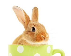 Fototapeta premium Cute brown rabbit in green dots cup isolated on white