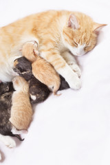 red cat with kittens