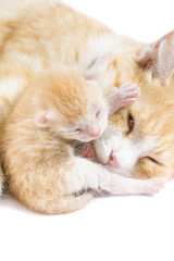 red cat with kittens