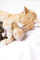 red cat with kittens