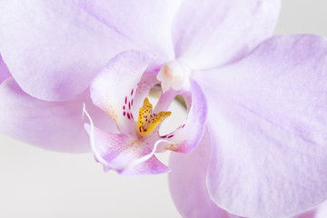 Naklejka na ściany i meble orchid flowers close-up