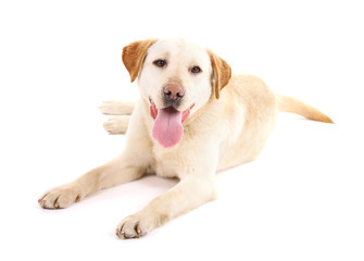 Obraz premium Cute dog isolated on white background