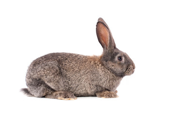 Rabbit on a white background.