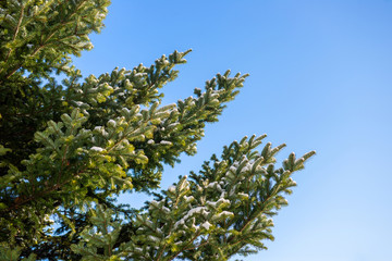 pine tree covered witrh snow