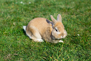 small brown bunny on green grass in summer garden
