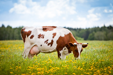 Kuh auf einem Feld