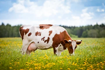 Küchenrückwand glas motiv Kuh Kuh auf einem Feld