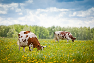 Koeien in een veld
