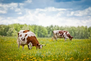 Stickers pour porte Vache Vaches dans un champ