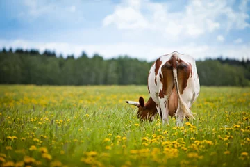 Aluminium Prints Cow Cow In A Field