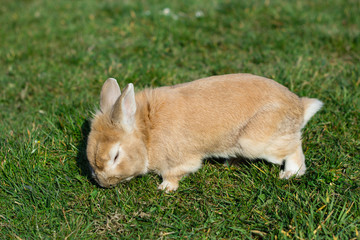 Naklejka premium small brown bunny on green grass in summer garden
