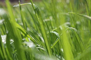feuchtes gras im frühling