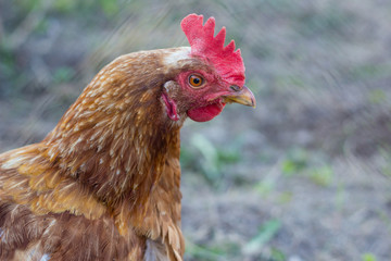 brown chicken hen at farm