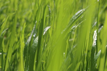 feuchtes gras im frühling