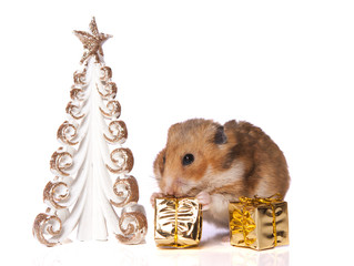 Hamster with christmas present