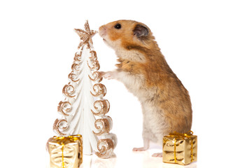 Hamster with christmas present