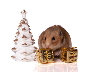 Hamster with christmas present