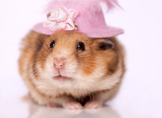 Hamster wearing hat