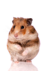 Hamster isolated on a white background