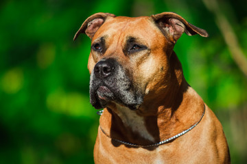 American Staffordshire Terrier. Close-up portrait.