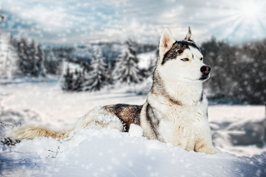 Siberian Husky in winter mountains